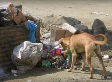 câine vagabond salvat un copil nou-născut