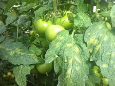 Boli de fotografii tomate și tratarea lor