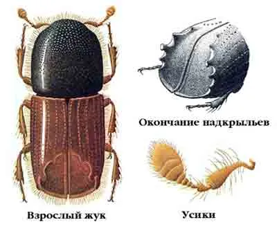 Борбата срещу кора бръмбар zhukom-