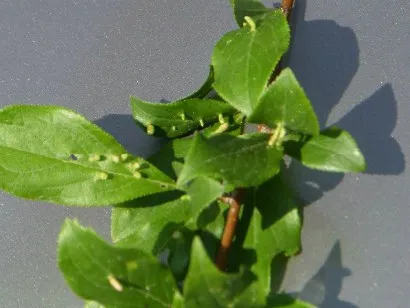 Boli si daunatori de prune - metode de a face cu descrierea foto