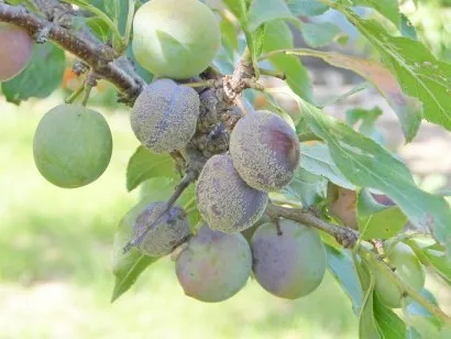 Boli si daunatori de prune - metode de a face cu descrierea foto