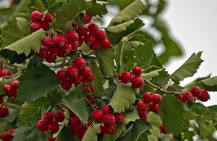 Hawthorn növeli vagy csökkenti a vérnyomást 1