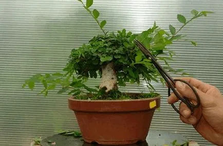 Bonsai специално внимание, малко дърво у дома