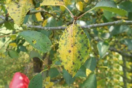 Boli si daunatori de prune - metode de a face cu descrierea foto