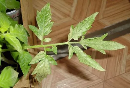 Бледи листа от доматен разсад освен за изхранване, как да се грижим