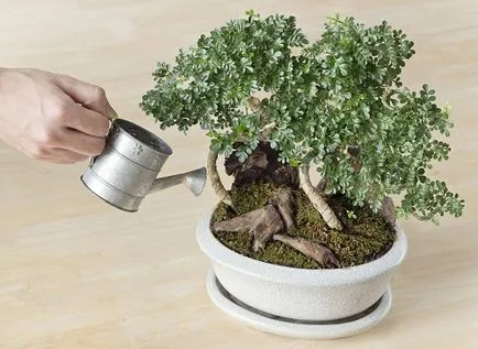 Bonsai специално внимание, малко дърво у дома