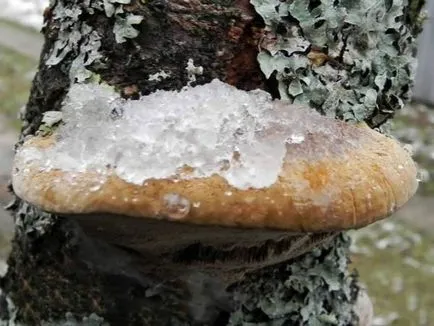 Boli si daunatori de prune - metode de a face cu descrierea foto