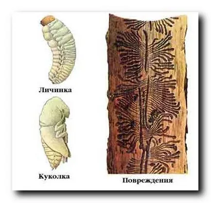 Lupta împotriva gândacului zhukom-