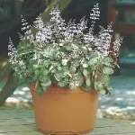 Glechoma hederacea - моите стайни растения