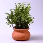 Glechoma hederacea - моите стайни растения