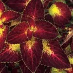 Glechoma hede- - houseplants mele