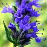 Glechoma hederacea - моите стайни растения