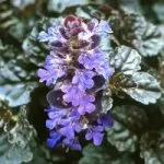 Glechoma hederacea - моите стайни растения