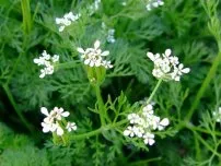 gradina de legume Cimbru de grădină, grădinar (conac)