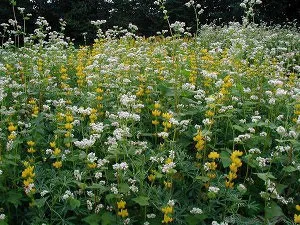 Mai bună pentru a planta o gradina de legume în toamna după recoltare