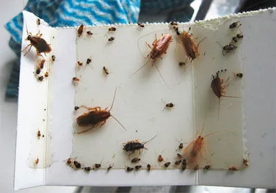Cu cat mai multe Gândacii otravă într-un apartament pe cont propriu