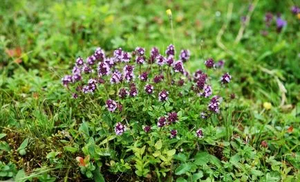 gradina de legume Cimbru de grădină, grădinar (conac)