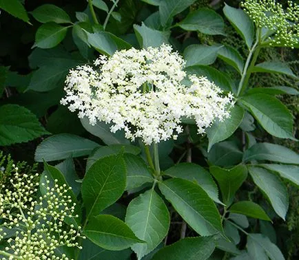 Sambucus nigra (copac) - proprietăți și aplicații, rețete, tratament