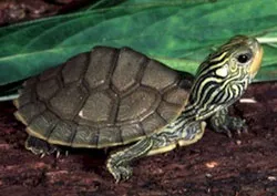 Turtles - site-ul mondial-de-animale!