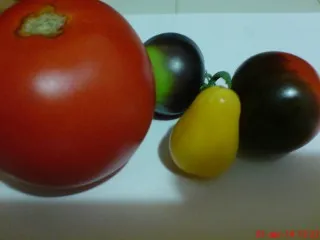 Арония сортове домати - празник форум