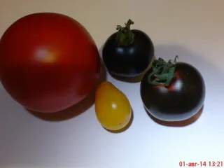 Арония сортове домати - празник форум