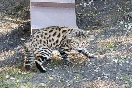 Чернолапа котка (Felis nigripes)