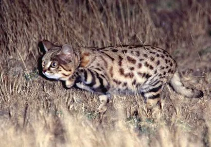 Чернолапа котка (Felis nigripes)