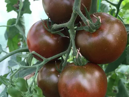 Черно на черните сортове и хибриди на домати, агро-вестник