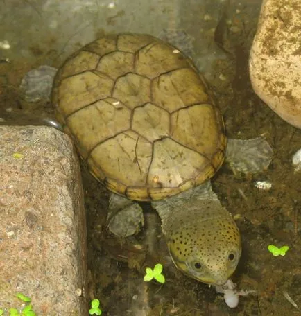 Turtles - site világ-of-állatok!