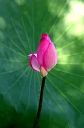 Floare de lotus - floarea sacru de est (foto), dragoste