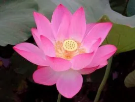 Floare de lotus - floarea sacru de est (foto), dragoste