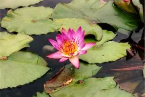 Floare de lotus - floarea sacru de est (foto), dragoste