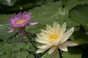 Floare de lotus - floarea sacru de est (foto), dragoste