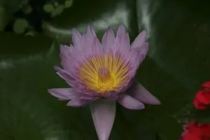 Floare de lotus - floarea sacru de est (foto), dragoste