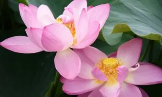 Floare de lotus - floarea sacru de est (foto), dragoste