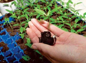 Lobelia virágok nőnek magról hogyan növekszik