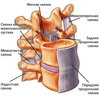 Какво е MRI на подготовката на лумбалните прешлени, както