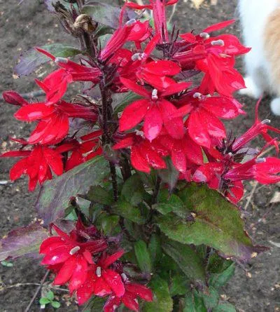 Lobelia virágok nőnek magról hogyan növekszik