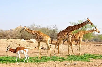 Ce să te vezi în EAU în Abu Dhabi, Dubai și Sharjah