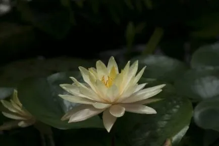 Floare de lotus - floarea sacru de est (foto), dragoste