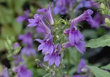 Lobelia virágok nőnek magról hogyan növekszik