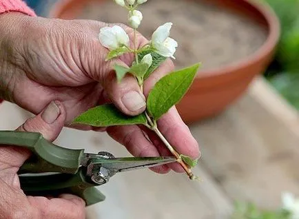 Chubushnik засаждане, грижи, оплождане и репродукция, онлайн магазин - Garden City Дим плюс