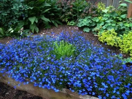 Lobelia virágok nőnek magról hogyan növekszik