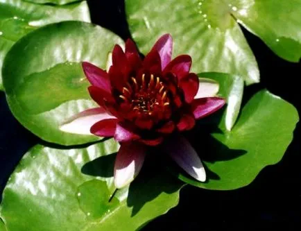 Floare de lotus - floarea sacru de est (foto), dragoste