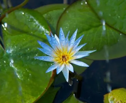 Floare de lotus - floarea sacru de est (foto), dragoste