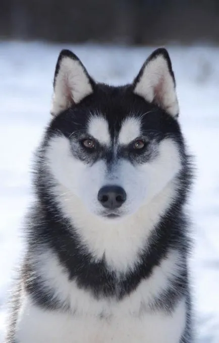 Chukchi și câinii lor