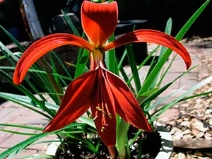 Flower sprekelia - îngrijire de udare, transplantare, îngrășăminte