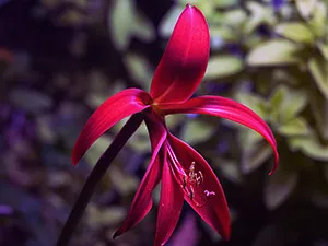 Flower sprekelia - îngrijire de udare, transplantare, îngrășăminte