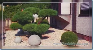 copaci in miniatura pentru a decora zona, site-ul de grădină, cabana și plante de apartament