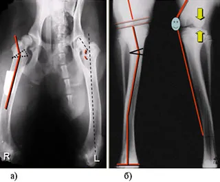 скелетната деформация на крайниците при кучета